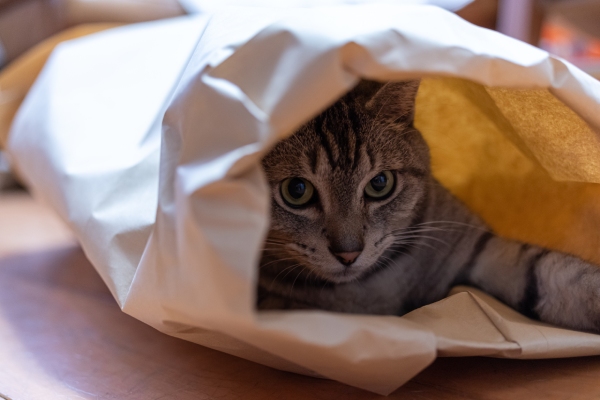 袋に入った猫