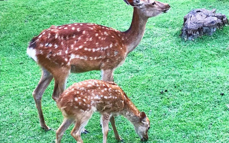 日本のこころ 奈良公園の鹿 東京開催セミナーにoggi Jp読者をご招待 Oggi Jp