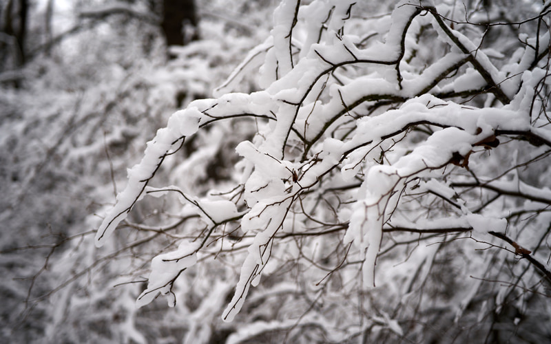 木の枝に雪が積もっている様子