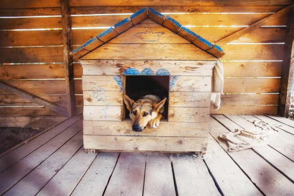 犬小屋にいる犬