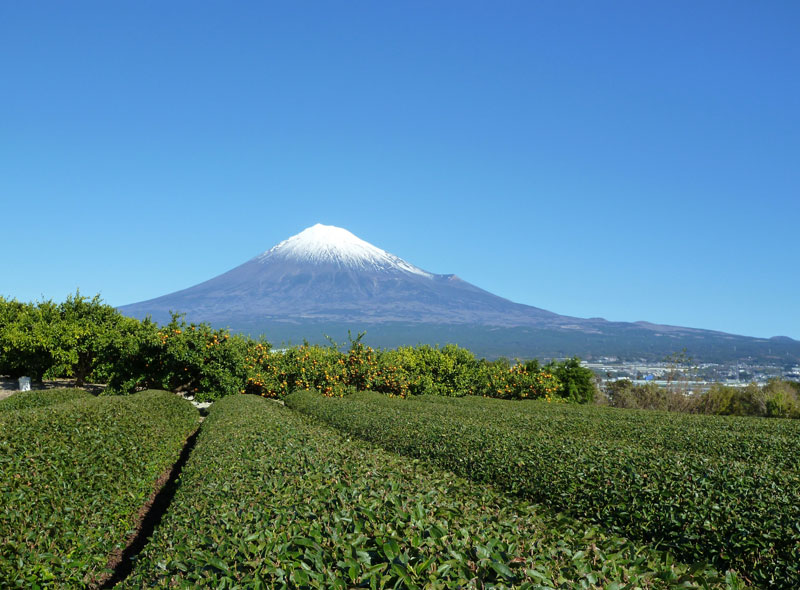 静岡 茶畑からの富士山