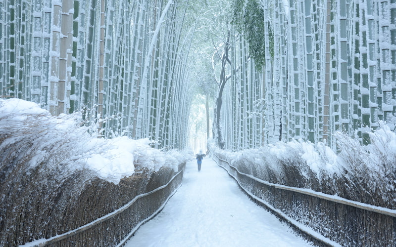 嵐山の竹林に雪が降っている様子