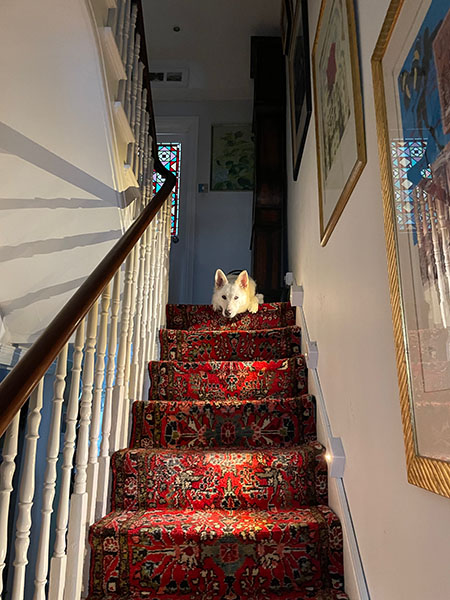 階段にいる犬