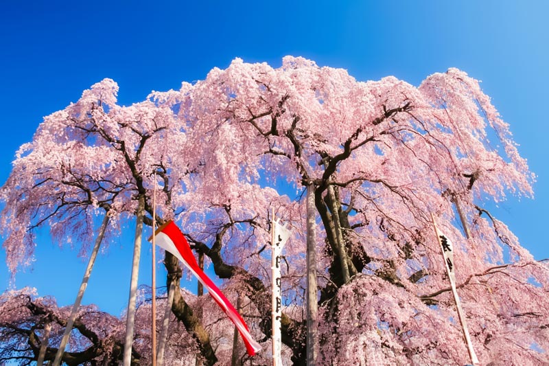 三重滝桜