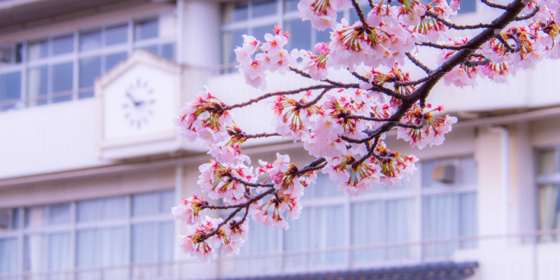 校舎の前に咲く桜