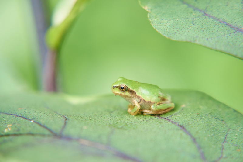 葉の上にいる蛙