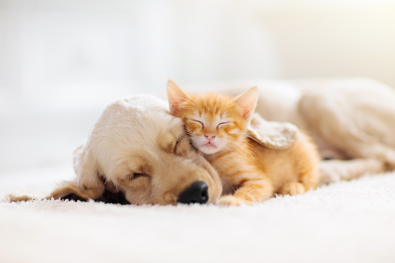 仲良く眠る犬と猫