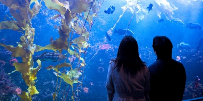 水族館デートするカップルの写真