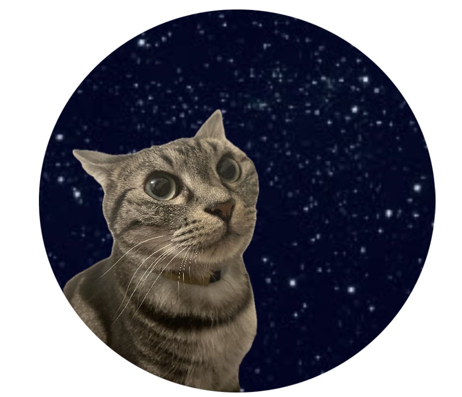 猫アイコンのイメージ画像