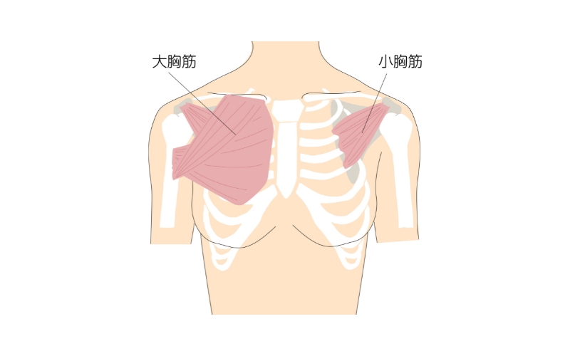 小胸筋の位置 イラスト