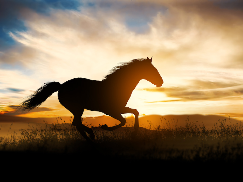 夕焼けをバックに走る馬のシルエットの写真