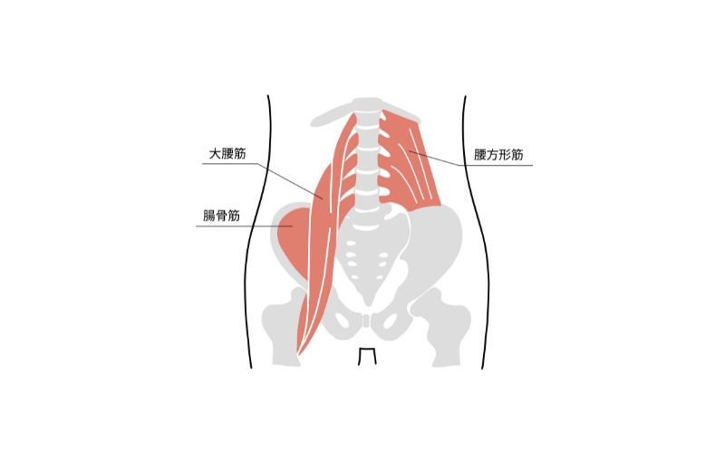 腰方形筋の位置 図解