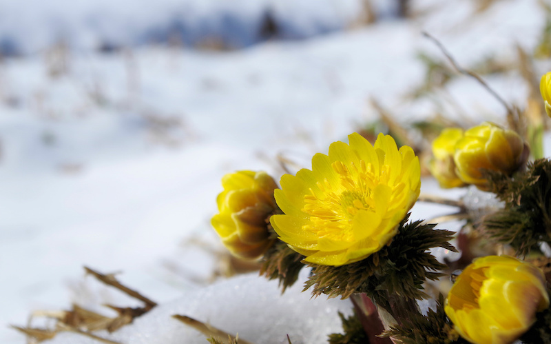 雪の中の福寿草の写真