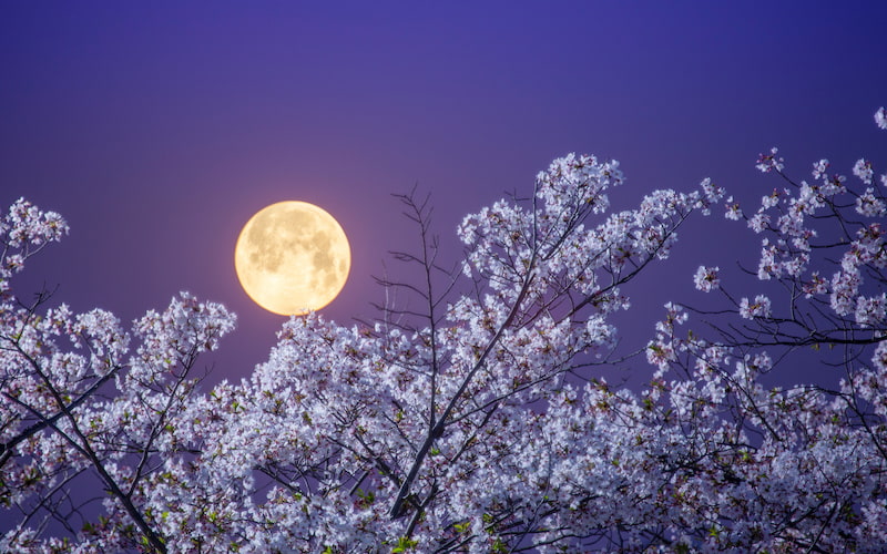 満月と桜の写真