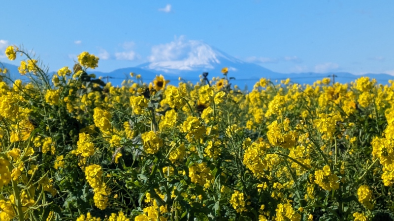 ソレイユの丘の菜の花と富士山