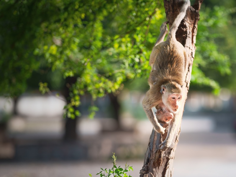 木から降りる猿