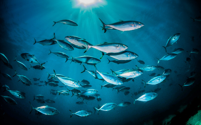 深海で泳ぐ魚の大群