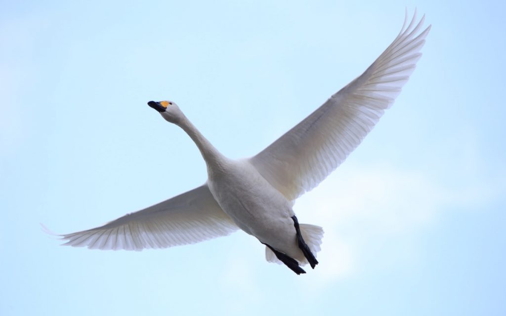 「飛ぶ鳥を落とす勢い」とは? 意味や使い方、破竹の勢いなどの類語を解説 | Oggi.jp