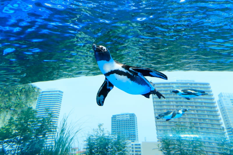 【サンシャイン水族館】空飛ぶペンギン