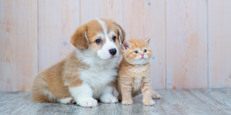 犬と猫