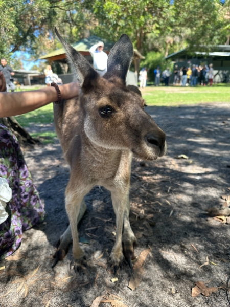 ニコッと笑顔のように見えるカンガルーの写真