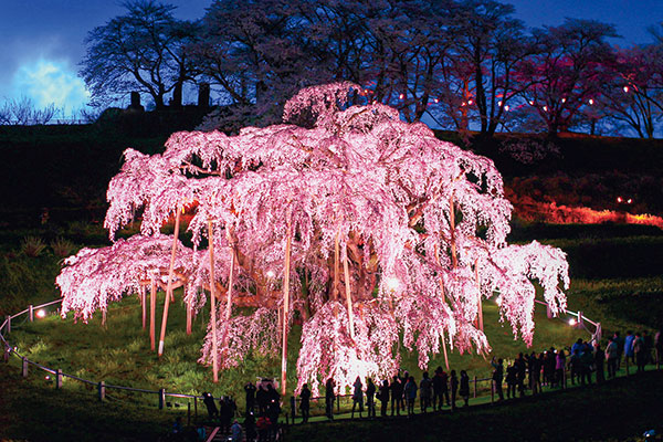 三春滝桜
