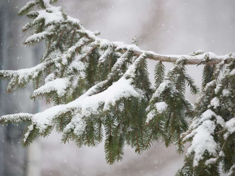 雪