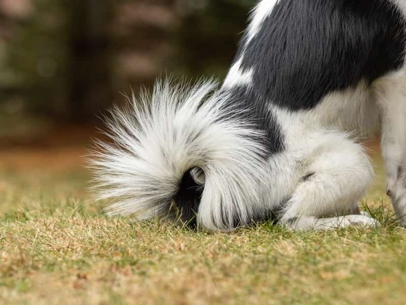 犬 尾