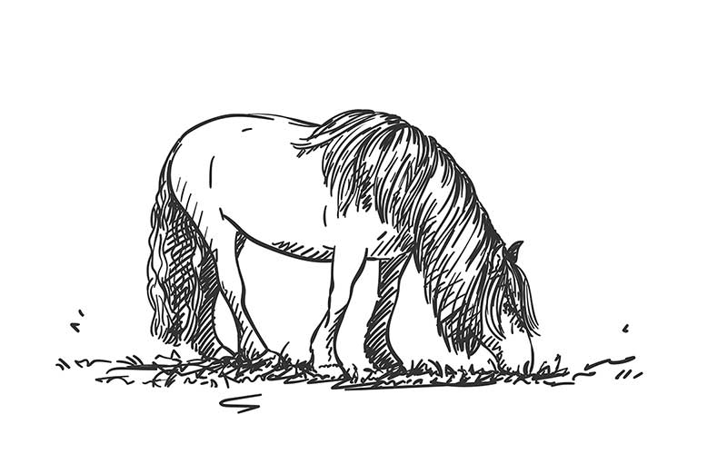 草を食べる馬のイラスト