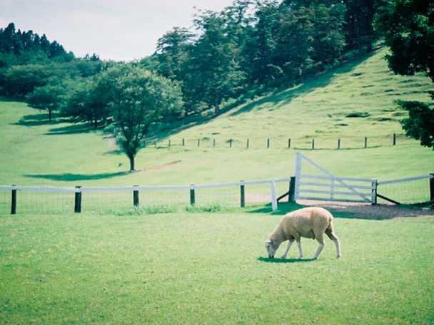 フィルムで撮影した風景