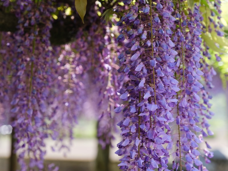 藤の花