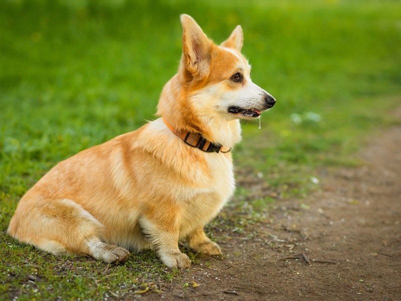 犬 唾液