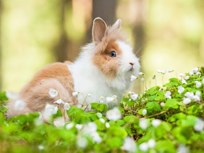 うさぎ