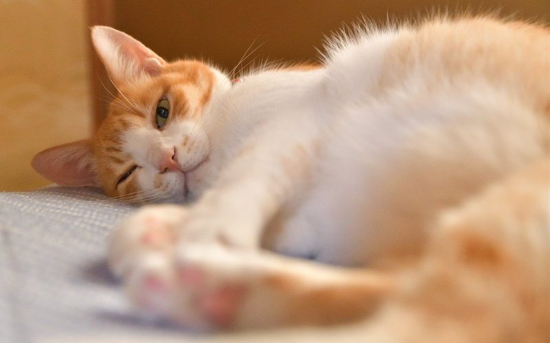寝転がっている猫の写真