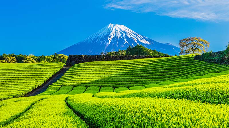 大自然の風景