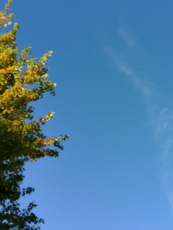 空と木