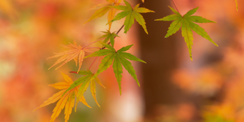 紅葉