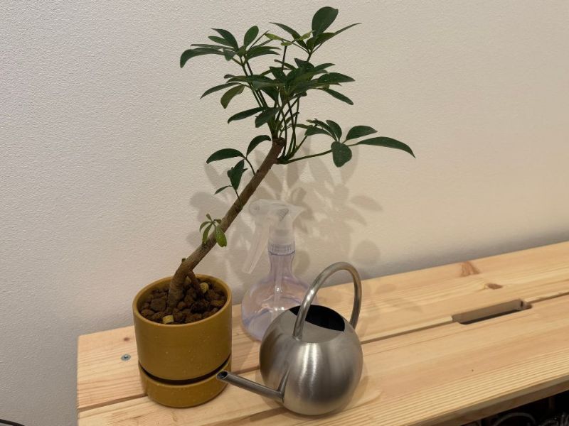 植物