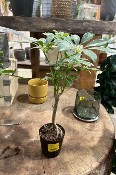 植物