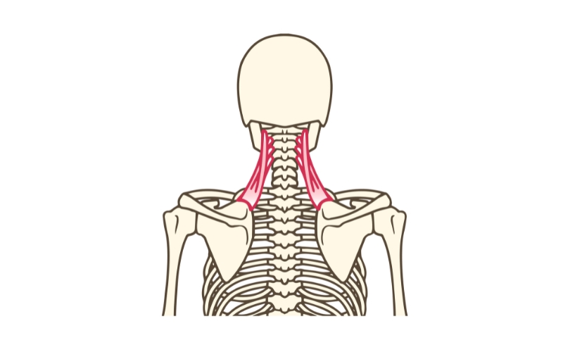肩甲挙筋の位置