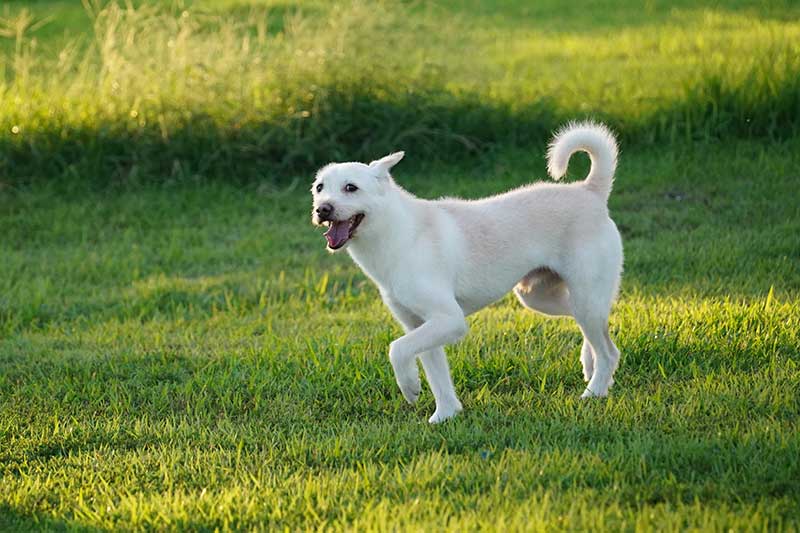 白っぽい雑種犬