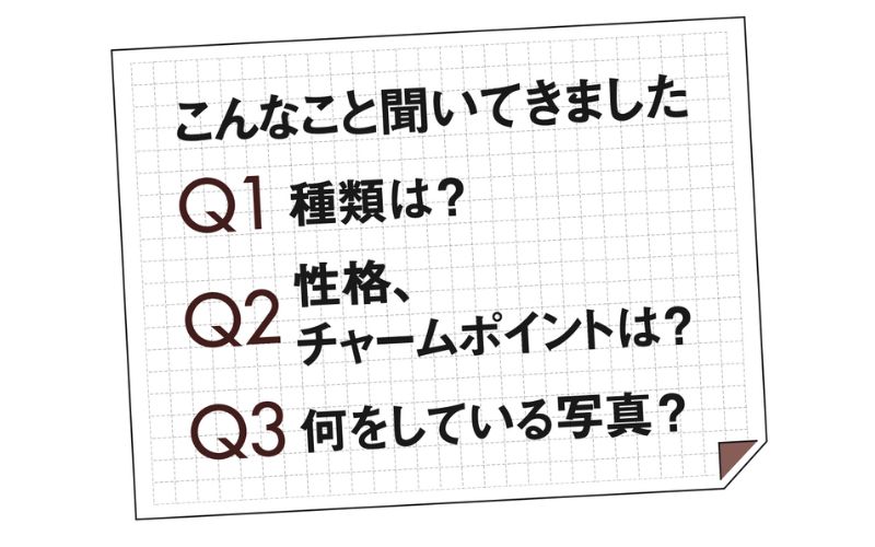 Oggiブレーン　ペット