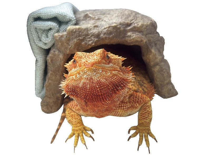 【トカゲ】ぐり茶ちゃん（2）