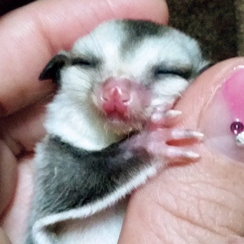 【モモンガ】たぬちゃん（4）