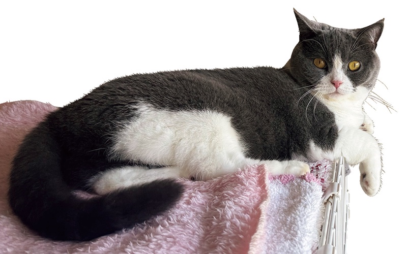 もふちゃん（3）