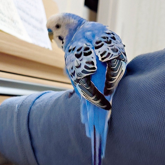 【インコ】ピナちゃん（7）