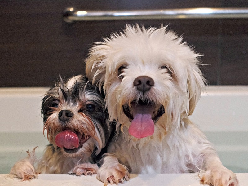 トロ君(6)&ハク君(3)