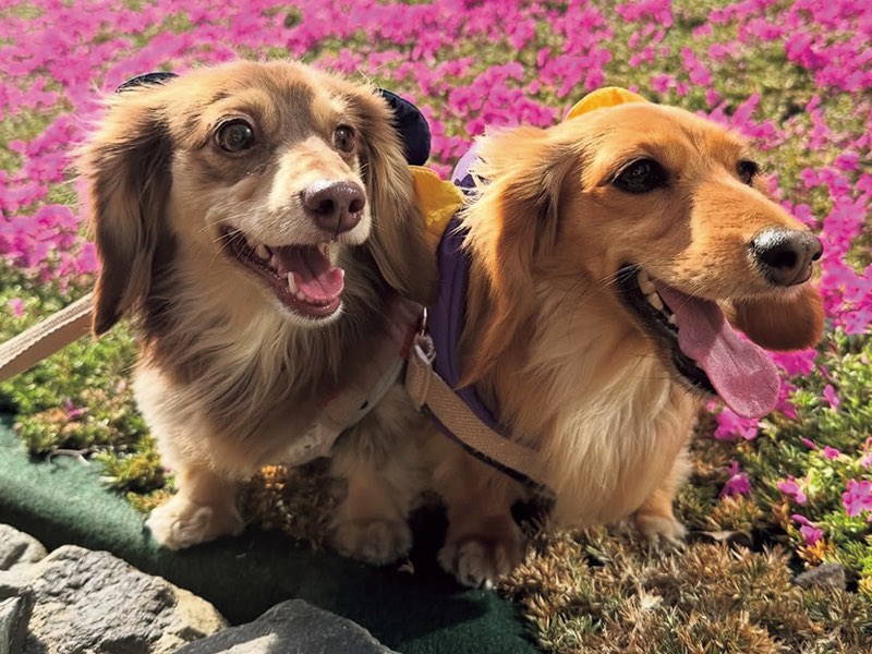 シェリーちゃん(3)&ルビーちゃん(2)