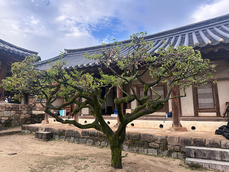 韓屋と美しく整えられた木の写真