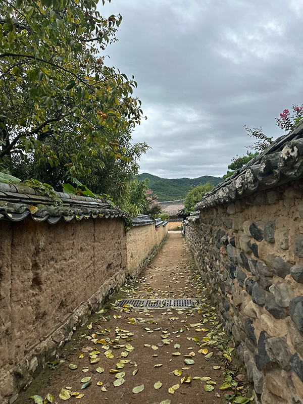 落ち葉が落ちている細道の写真